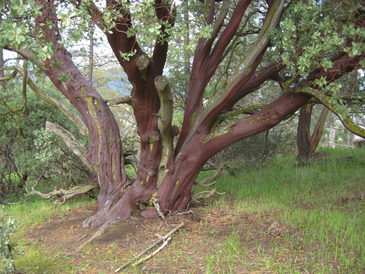 Manzanita